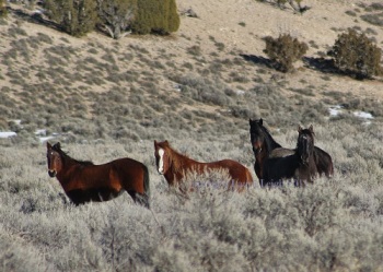 Wild horses in the Antelope Complex (Leigh)
